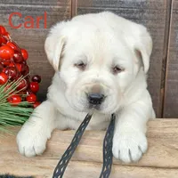 Carl, a male Labrador Retriever for sale in Apple Creek, OH – Photo 5 of 10