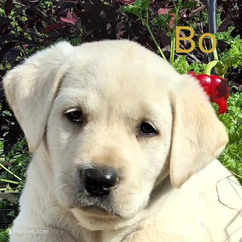 Bo  – Labrador Retriever puppy for sale in Apple Creek, OH