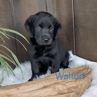 Walton , a male Labrador Retriever for sale in Apple Creek, OH – 1 of 1