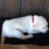 Ellie , a female Labrador Retriever for sale in Apple Creek, OH – 2 of 6