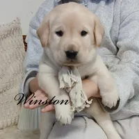 Winston, a male Labrador Retriever for sale in Apple Creek, OH – Photo 3 of 5