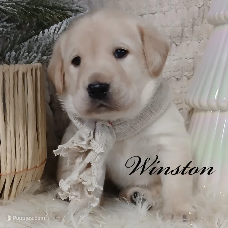 Winston