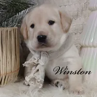Winston, a male Labrador Retriever for sale in Apple Creek, OH – Photo 1 of 5