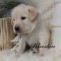 Winston, a male Labrador Retriever for sale in Apple Creek, OH – Photo 5 of 5