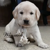 Winston, a male Labrador Retriever for sale in Apple Creek, OH – Photo 4 of 5