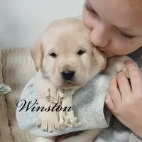 Winston, a male Labrador Retriever for sale in Apple Creek, OH – Photo 2 of 5