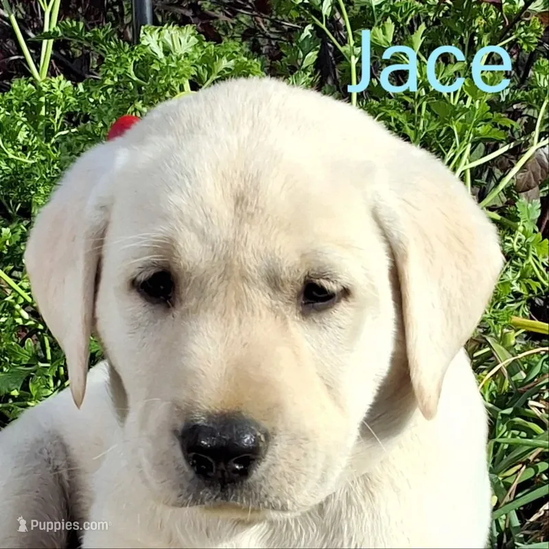 Jace  – Labrador Retriever puppy for sale in Apple Creek, OH