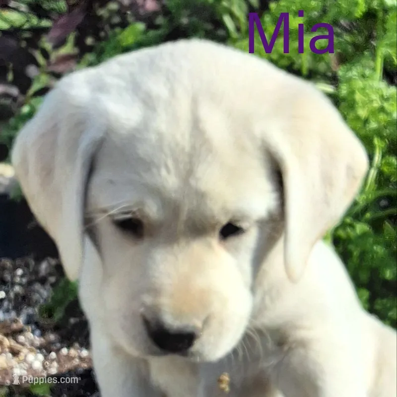 Mia  – Labrador Retriever puppy for sale in Apple Creek, OH
