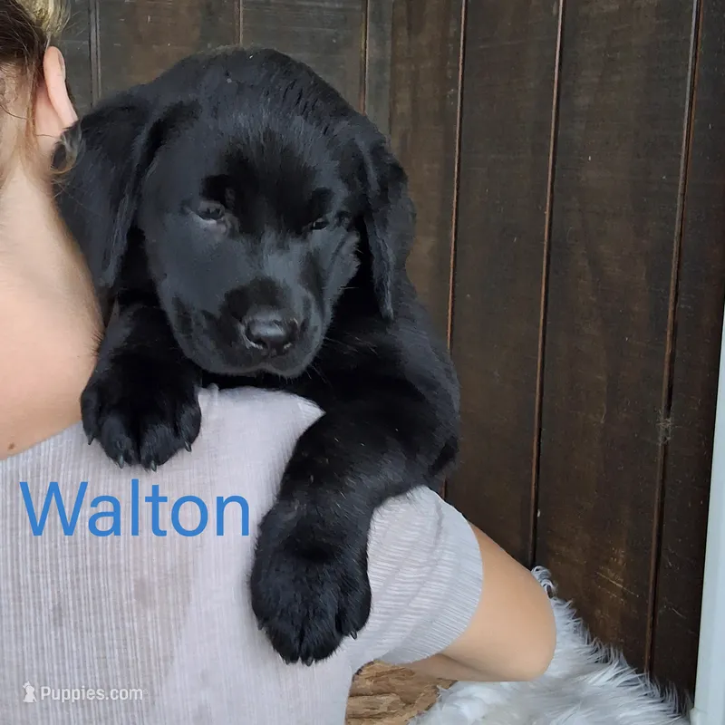 Walton  – Labrador Retriever puppy for sale in Apple Creek, OH