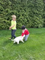 Polo Bear , a male Labrador Retriever for sale in Apple Creek, OH – 5 of 5