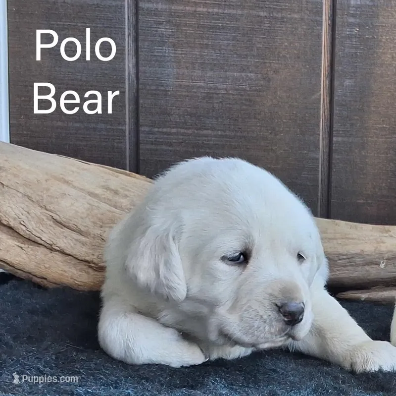 Polo Bear , a male Labrador Retriever for sale in Apple Creek, OH – Photo 1 of 4