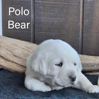 Polo Bear , a male Labrador Retriever for sale in Apple Creek, OH – Photo 1 of 4