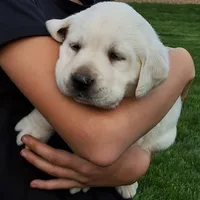 Polo Bear , a male Labrador Retriever for sale in Apple Creek, OH – 2 of 5