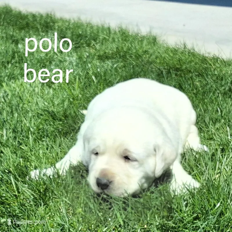 Polo Bear  – Labrador Retriever puppy on hold in Apple Creek, OH