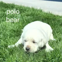 Polo Bear , a male Labrador Retriever for sale in Apple Creek, OH – Photo 2 of 4