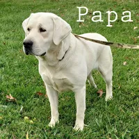 Jace , a male Labrador Retriever for sale in Apple Creek, OH – 3 of 5