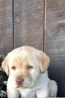 Randy, a male Labrador Retriever for sale in Apple Creek, OH – Photo 2 of 5