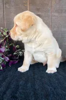 Randy, a male Labrador Retriever for sale in Apple Creek, OH – Photo 3 of 5