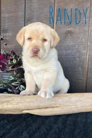 Randy, a male Labrador Retriever for sale in Apple Creek, OH – Photo 1 of 5