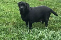 Randy, a male Labrador Retriever for sale in Apple Creek, OH – Photo 4 of 5