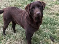 Randy, a male Labrador Retriever for sale in Apple Creek, OH – Photo 5 of 5