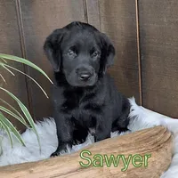 SAWYER , a male Labrador Retriever for sale in Apple Creek, OH – 2 of 2
