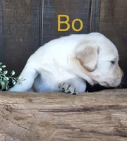 Bo , a male Labrador Retriever for sale in Apple Creek, OH – 2 of 8