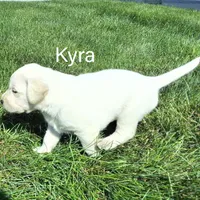 Kyra , a female Labrador Retriever for sale in Apple Creek, OH – 2 of 6