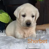 Sherbet, a male Labrador Retriever for sale in Apple Creek, OH – Photo 1 of 9
