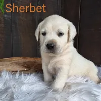 Sherbet, a male Labrador Retriever for sale in Apple Creek, OH – Photo 2 of 9