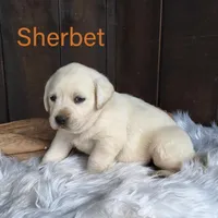 Sherbet, a male Labrador Retriever for sale in Apple Creek, OH – Photo 3 of 9