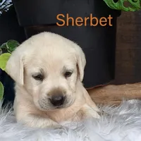 Sherbet, a male Labrador Retriever for sale in Apple Creek, OH – Photo 4 of 9