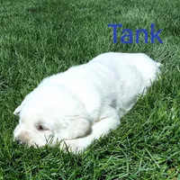 Tank , a male Labrador Retriever for sale in Apple Creek, OH – Photo 1 of 3