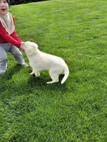 Tank , a male Labrador Retriever for sale in Apple Creek, OH – 2 of 8
