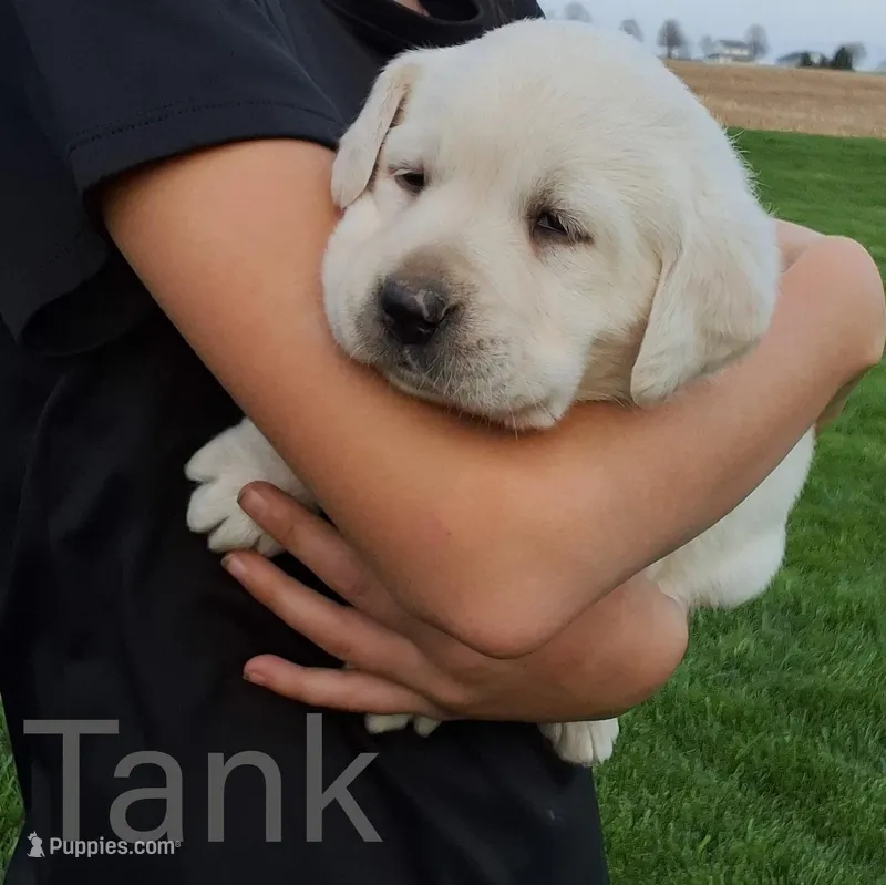 Tank  – Labrador Retriever puppy for sale in Apple Creek, OH