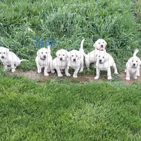Tank , a male Labrador Retriever for sale in Apple Creek, OH – 4 of 8