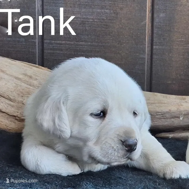 Tank  – Labrador Retriever puppy for sale in Apple Creek, OH