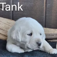 Tank , a male Labrador Retriever for sale in Apple Creek, OH – 1 of 8