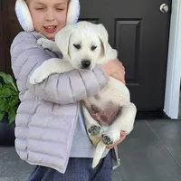 Tank , a male Labrador Retriever for sale in Apple Creek, OH – 7 of 8