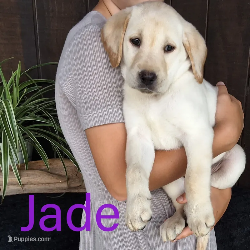 Jade  – Labrador Retriever puppy for sale in Apple Creek, OH