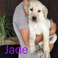 Jade , a female Labrador Retriever for sale in Apple Creek, OH – 1 of 2