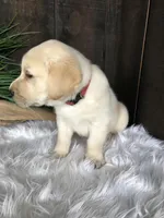 Jackson, a male Labrador Retriever for sale in Apple Creek, OH – Photo 2 of 4