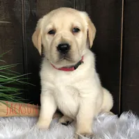 Jackson, a male Labrador Retriever for sale in Apple Creek, OH – Photo 1 of 4
