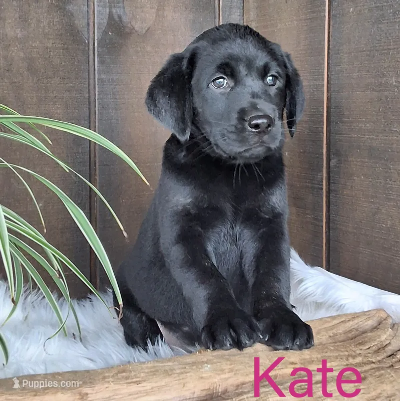 Kate  – Labrador Retriever puppy for sale in Apple Creek, OH
