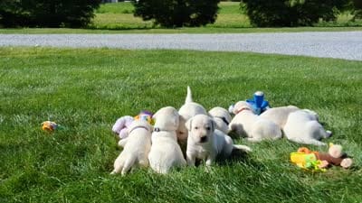 Ellie , a female Labrador Retriever for sale in Apple Creek, OH – 6 of 6