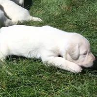 Bo , a male Labrador Retriever for sale in Apple Creek, OH – 4 of 8