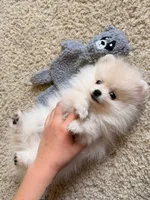 Leo, a male Pomeranian for sale in Los Angeles, CA – 3 of 6