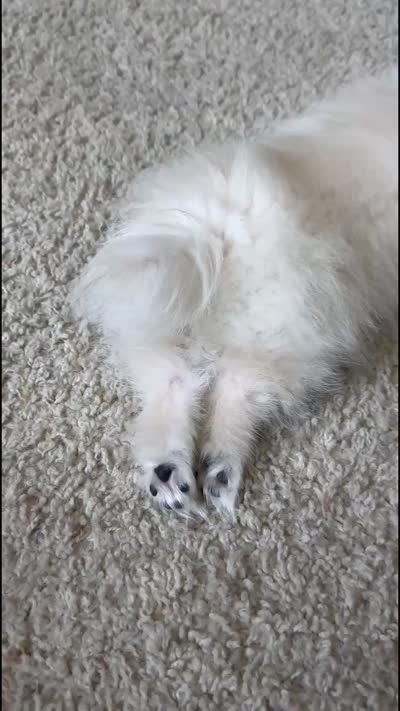 Leo, a male Pomeranian for sale in Los Angeles, CA – 6 of 6