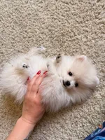 Leo, a male Pomeranian for sale in Los Angeles, CA – 4 of 6