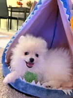 Leo, a male Pomeranian for sale in Los Angeles, CA – 1 of 6